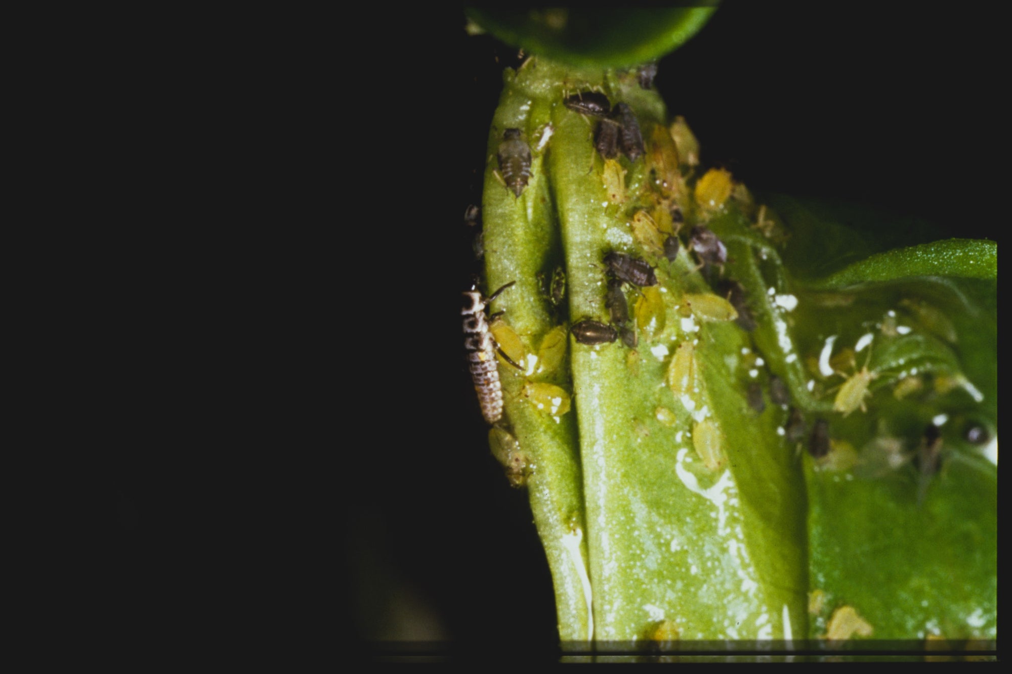 Ladybird larvae - Adalia bipunctata