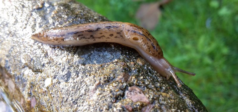 Natural Slug & Snail Killer Bundle: Nematodes & Organic Pellets