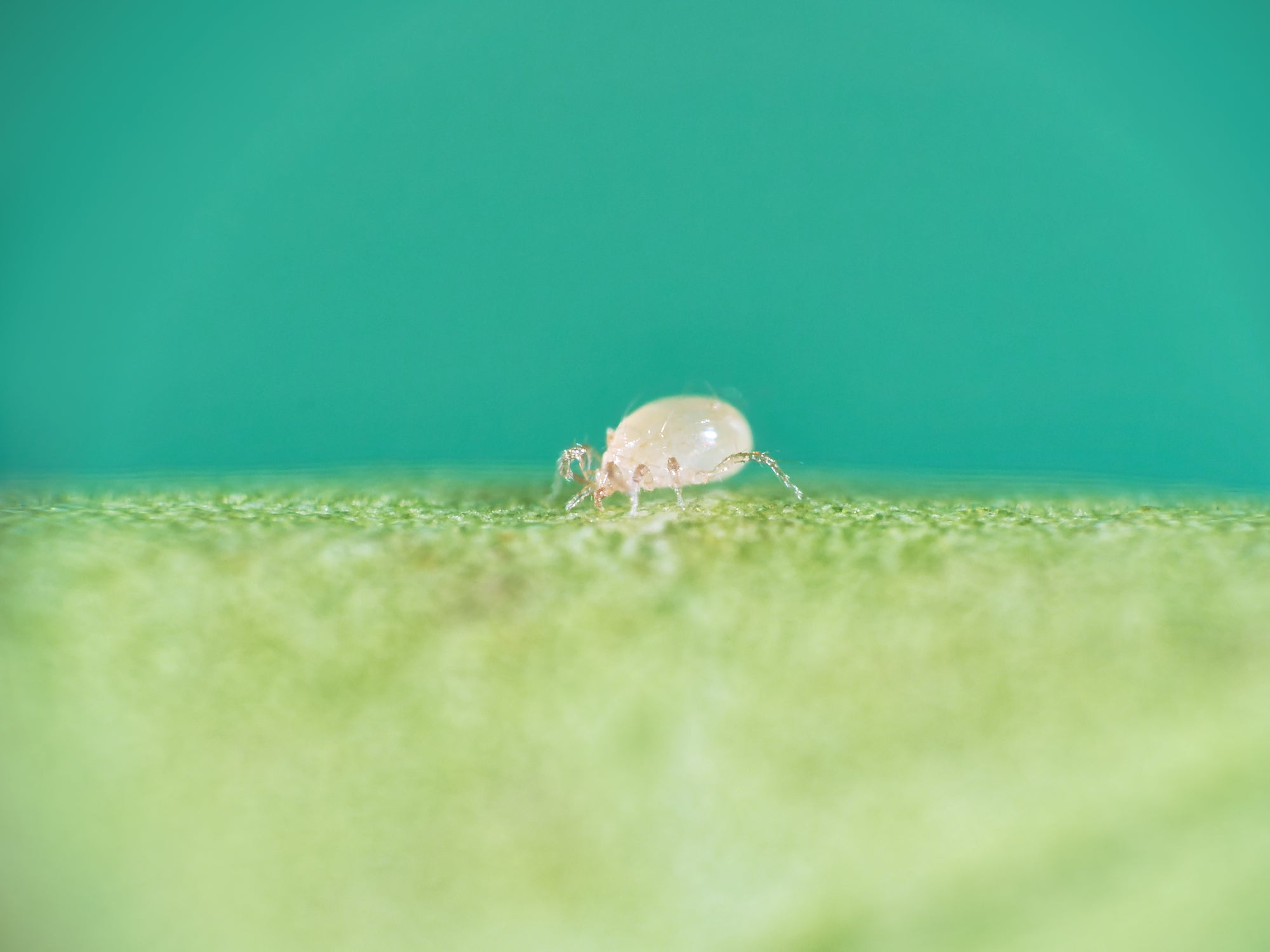 Amblyseius andersoni Predators - Spider Mite Preventative System