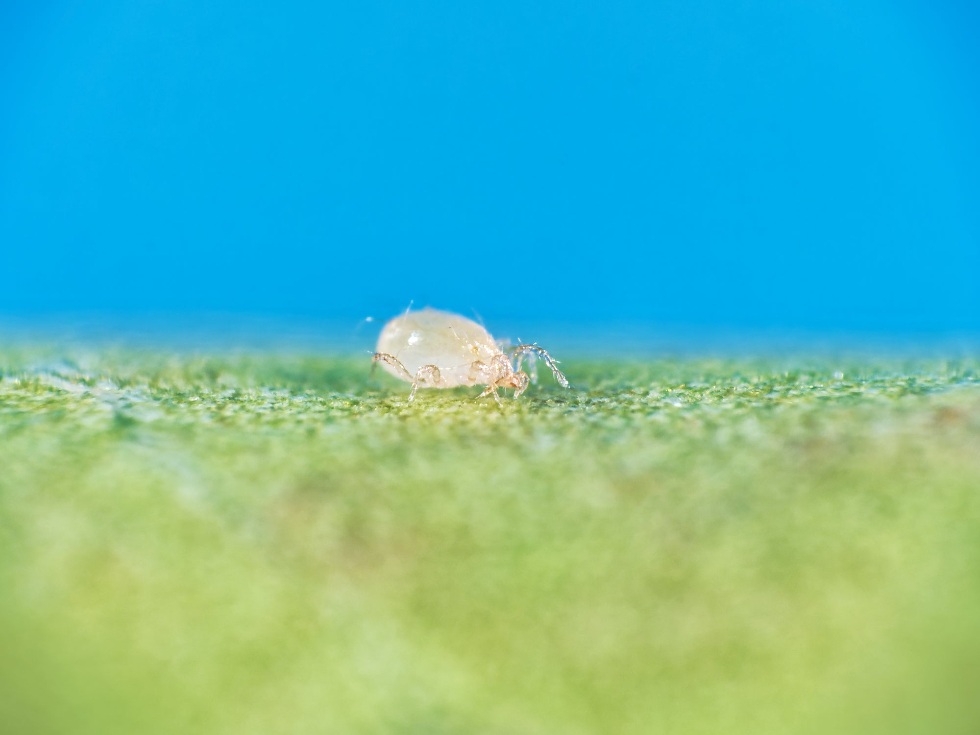 Whitefly Killer - Amblyseius andersoni