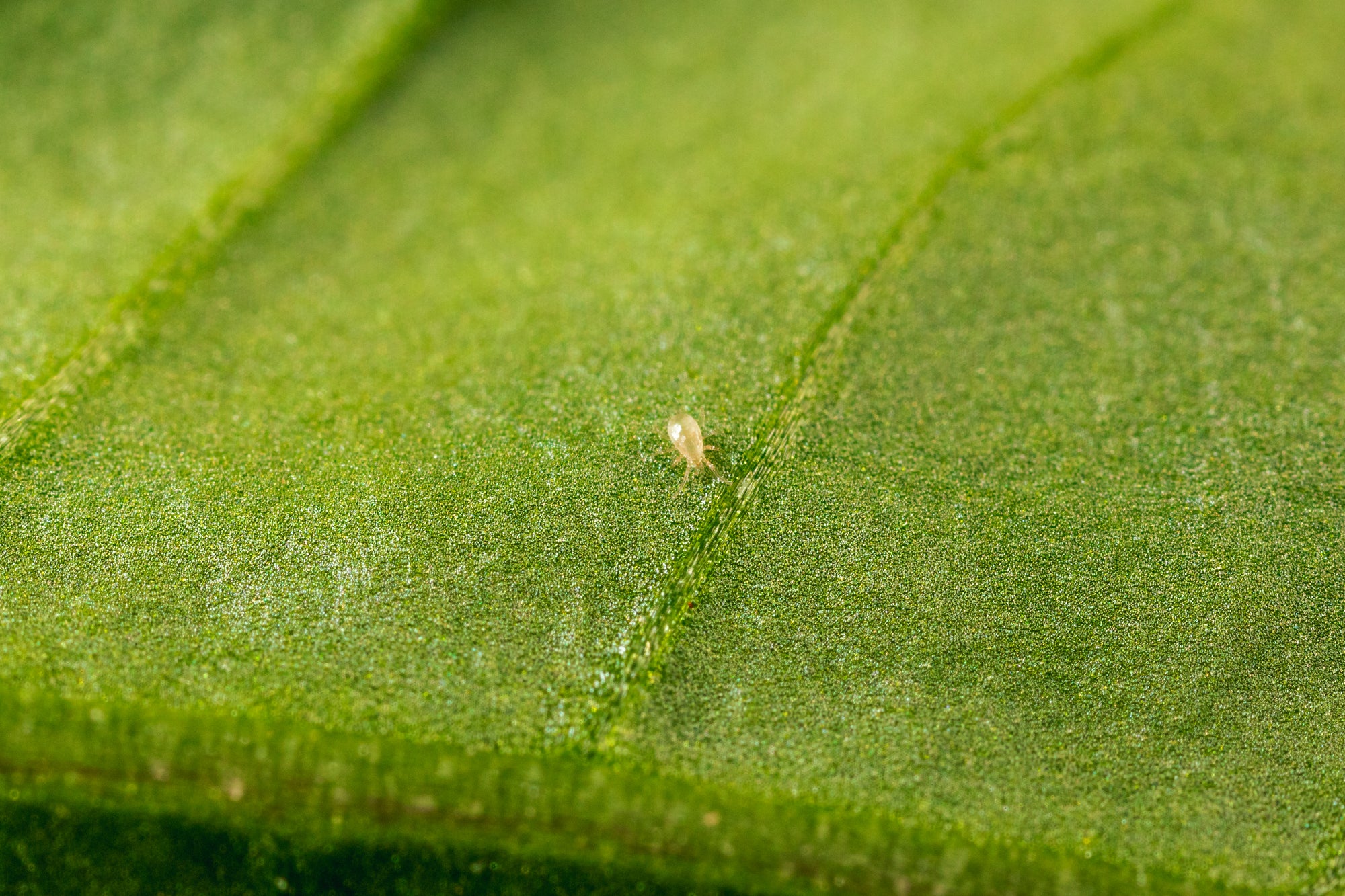 Whitefly Killer - Amblyseius andersoni