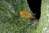 Amblyseius Californicus Sachet Subscriptions - Spider Mite Preventative System