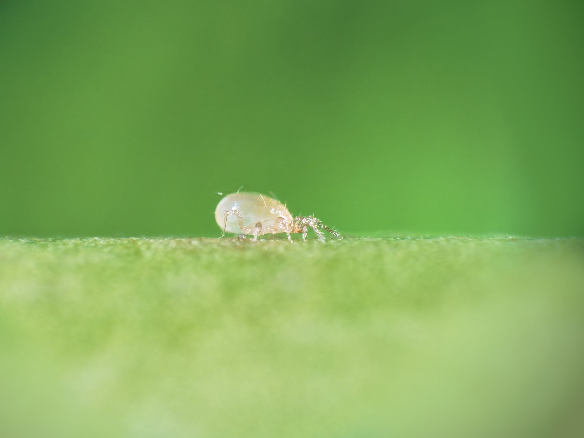 Amblyseius swirskii - Foil Sachets - Thrip Preventative System