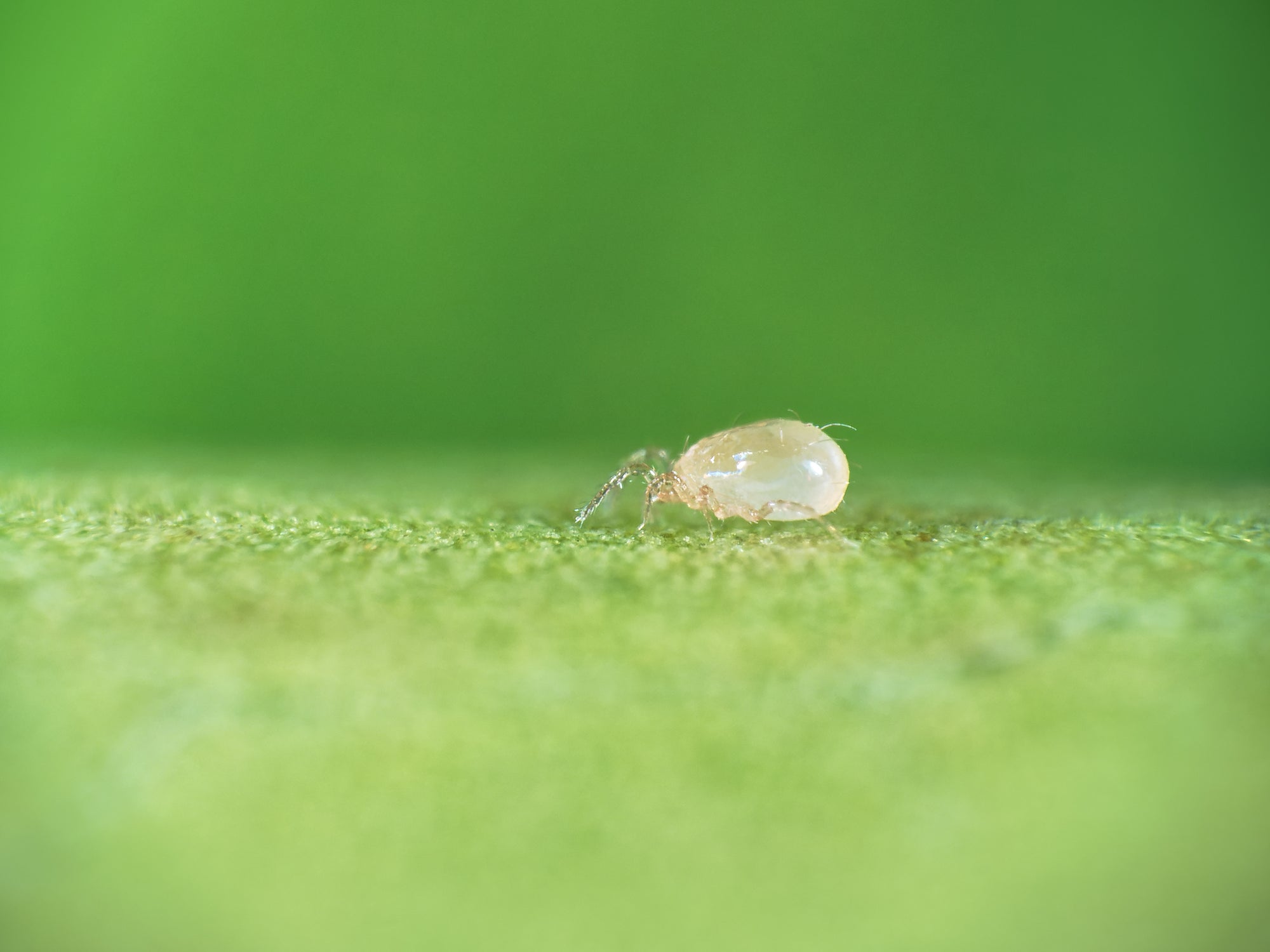 Amblyseius swirskii - Foil Sachets - Thrip Preventative System