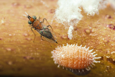 Citripar Mealybug Killer