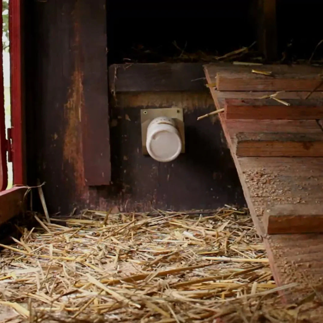 Androlis Chicken Mite Predators