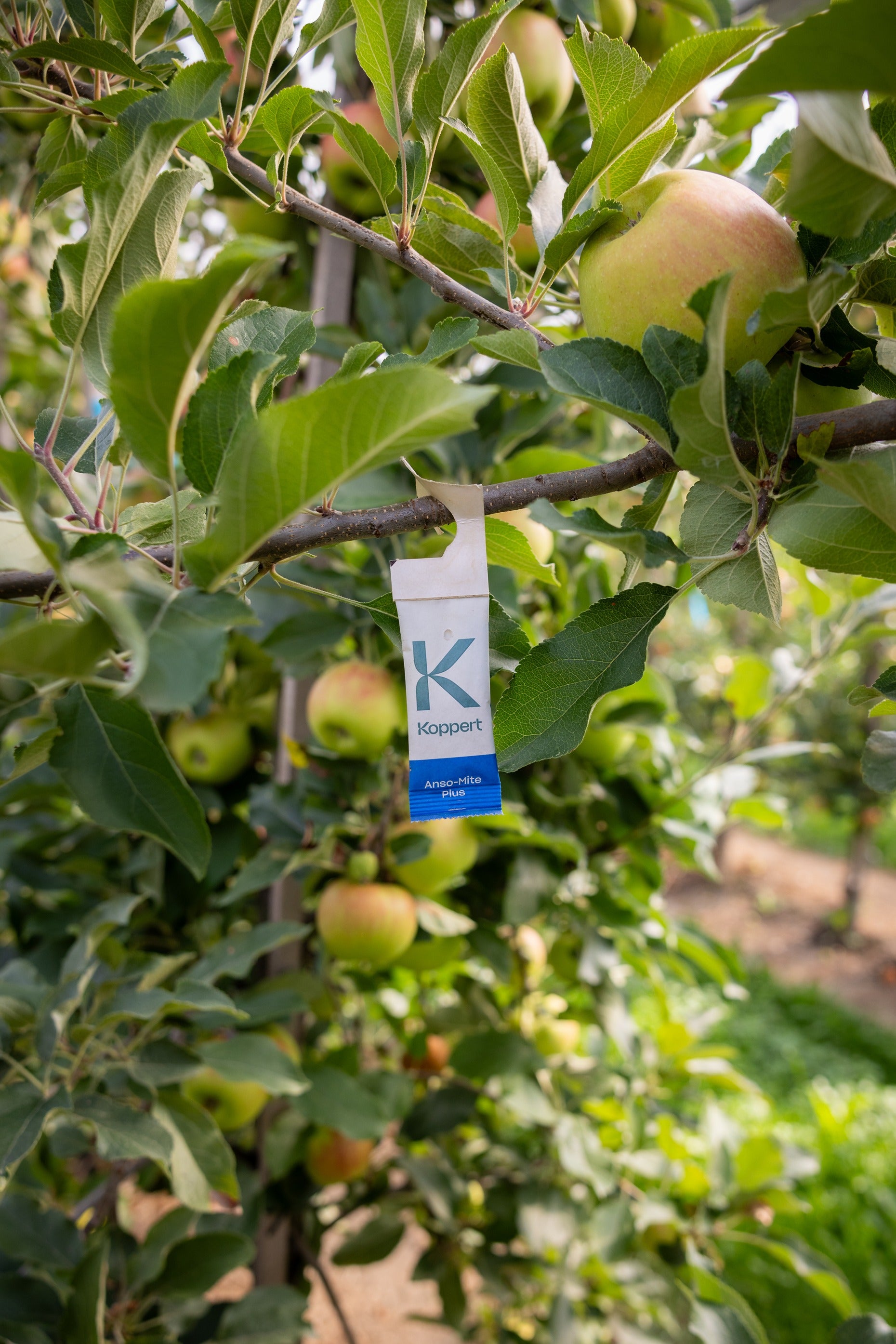 Amblyseius andersoni Sachets (As Seen On TV!) - Cold Tolerant Predatory Mites - Use Against Thrips, Spider Mites, Fuchsia Gall Mites, Whitefly Eggs & More