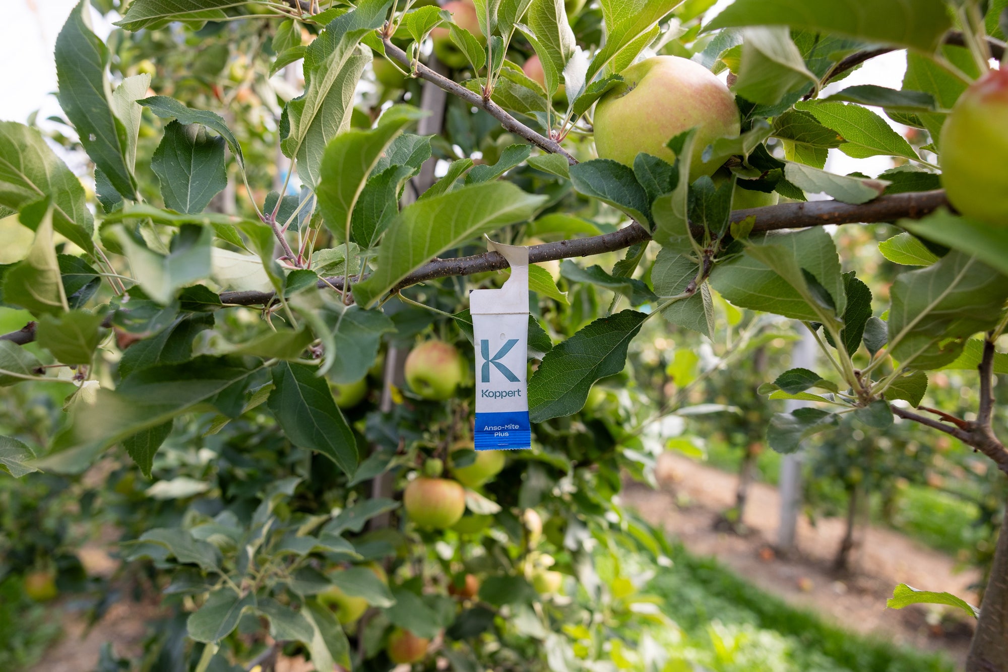 Amblyseius andersoni Sachets (As Seen On TV!) - Cold Tolerant Predatory Mites - Use Against Thrips, Spider Mites, Fuchsia Gall Mites, Whitefly Eggs & More