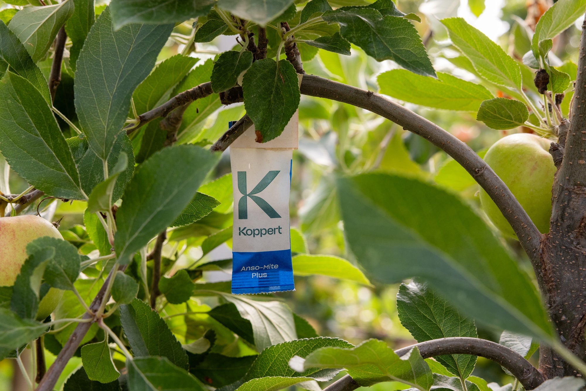 Amblyseius andersoni Sachets (As Seen On TV!) - Cold Tolerant Predatory Mites - Use Against Thrips, Spider Mites, Fuchsia Gall Mites, Whitefly Eggs & More