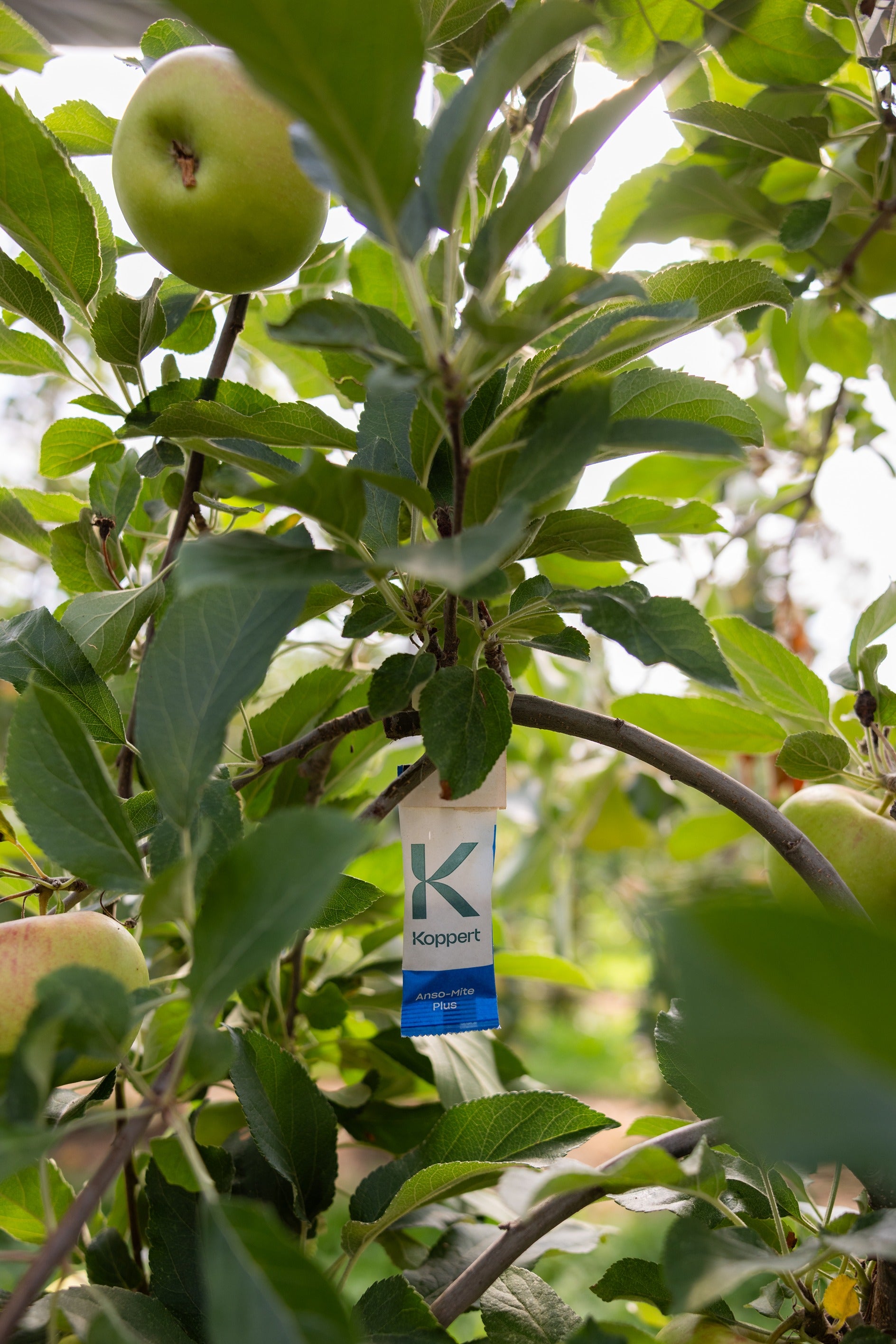 Amblyseius andersoni Sachets (As Seen On TV!) - Cold Tolerant Predatory Mites - Use Against Thrips, Spider Mites, Fuchsia Gall Mites, Whitefly Eggs & More