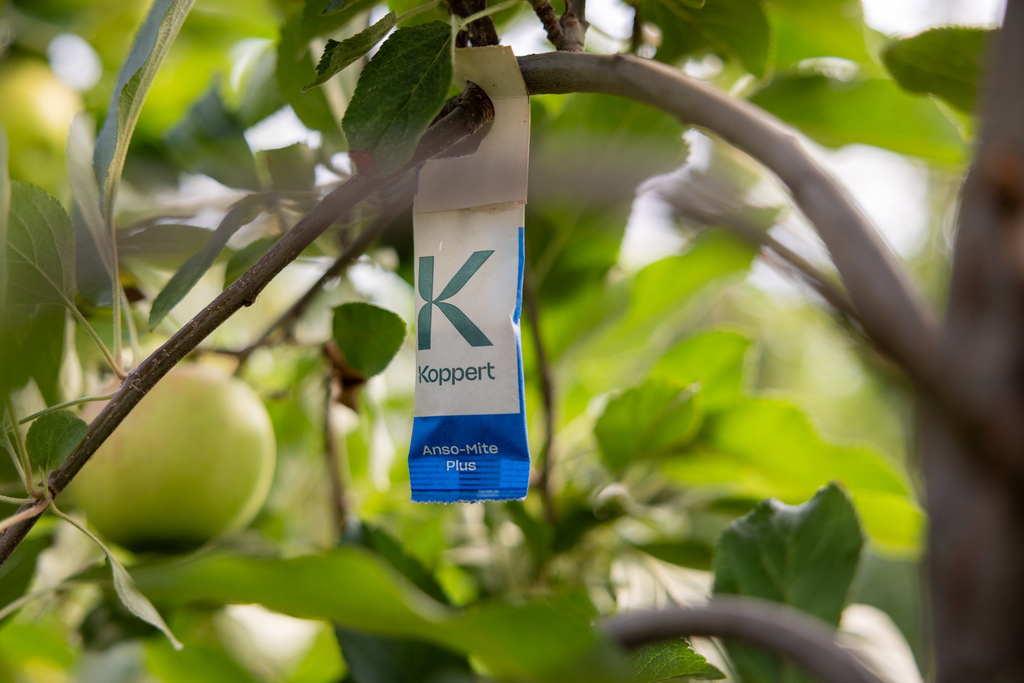 Amblyseius andersoni Sachets (As Seen On TV!) - Cold Tolerant Predatory Mites - Use Against Thrips, Spider Mites, Fuchsia Gall Mites, Whitefly Eggs & More