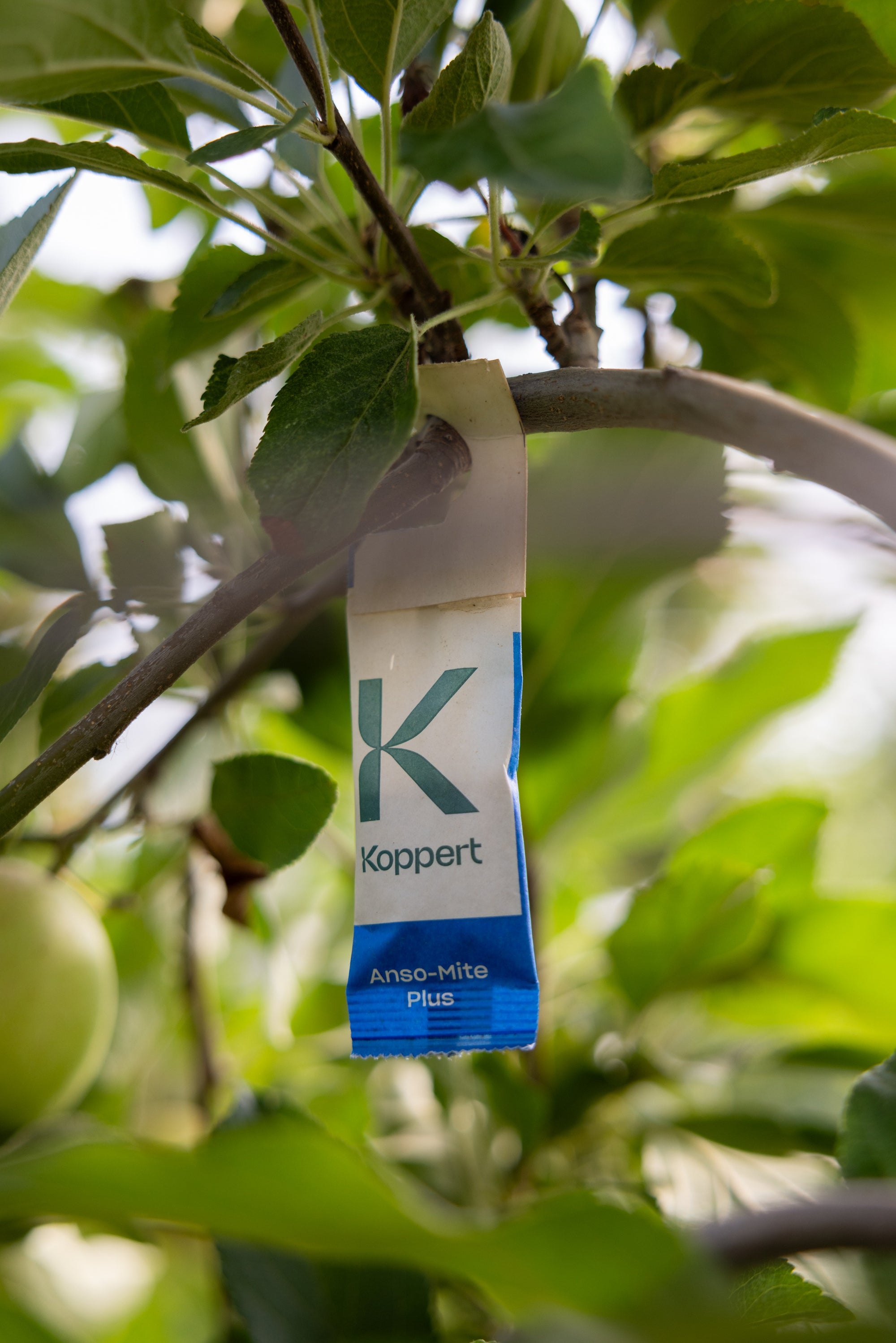 Amblyseius andersoni Sachets (As Seen On TV!) - Cold Tolerant Predatory Mites - Use Against Thrips, Spider Mites, Fuchsia Gall Mites, Whitefly Eggs & More