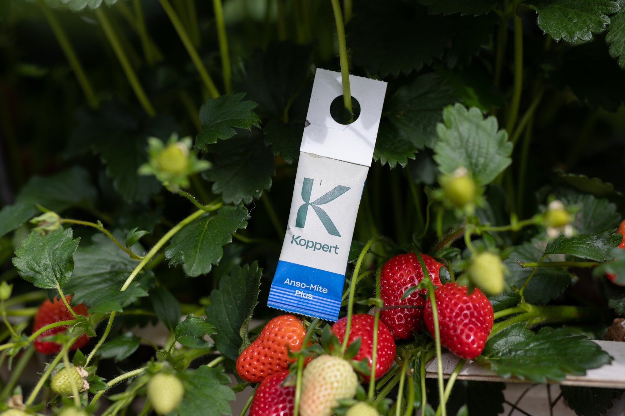 Amblyseius andersoni Sachets (As Seen On TV!) - Cold Tolerant Predatory Mites - Use Against Thrips, Spider Mites, Fuchsia Gall Mites, Whitefly Eggs & More