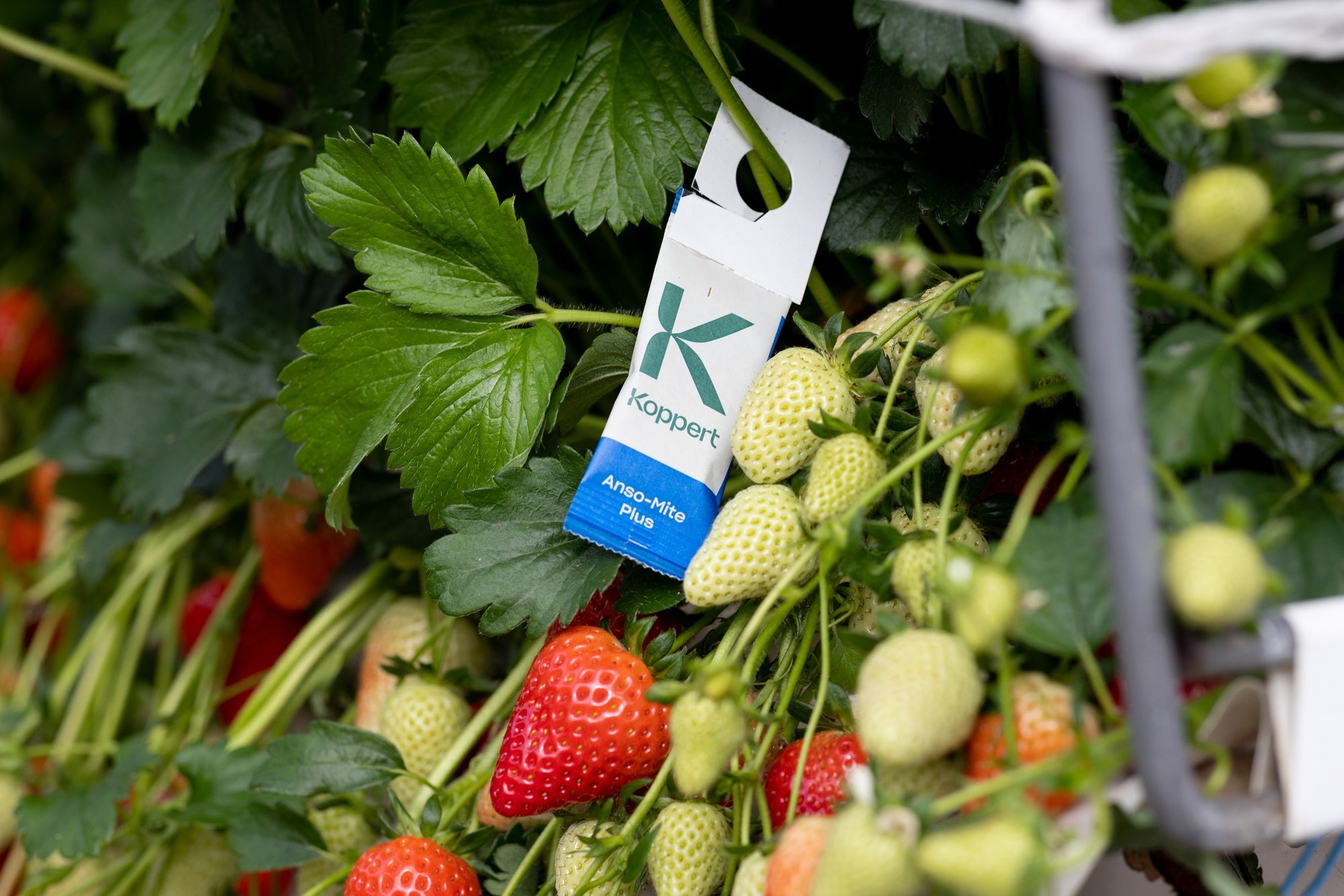 Amblyseius andersoni Sachets (As Seen On TV!) - Cold Tolerant Predatory Mites - Use Against Thrips, Spider Mites, Fuchsia Gall Mites, Whitefly Eggs & More