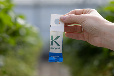 NEW: Whitefly Killer Bundle: Predatory Mites, Parasitic Wasps & Sticky Traps