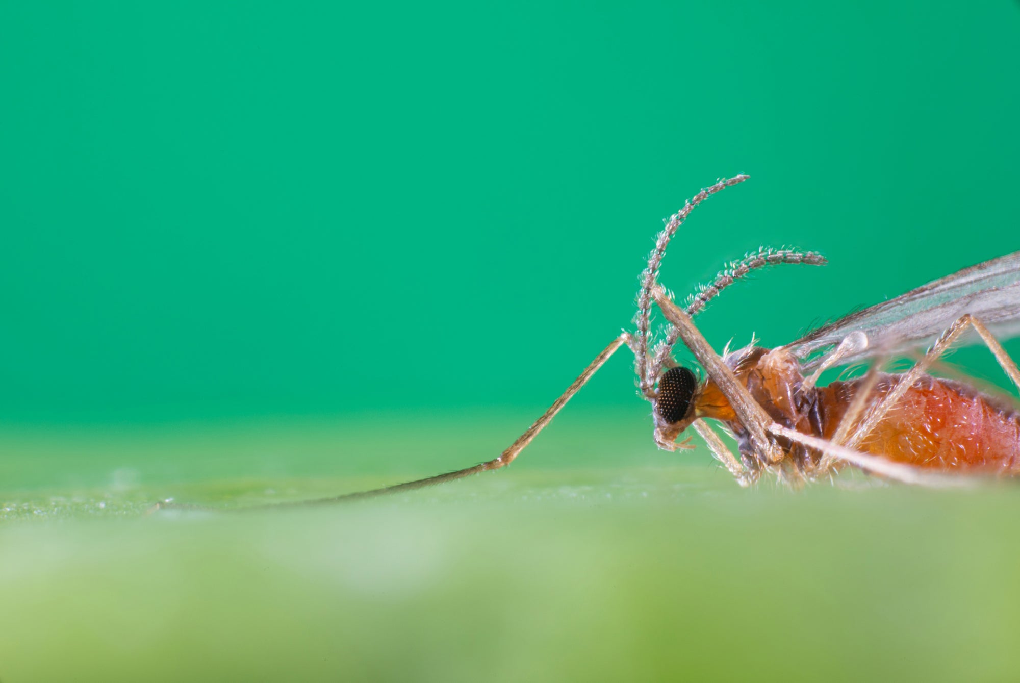 Aphid Killer - Aphidoletes aphidimyza