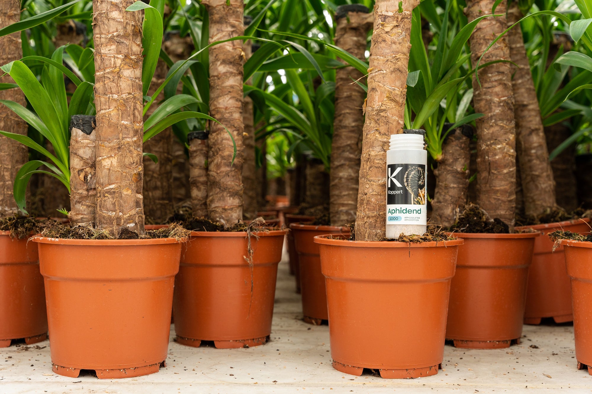 Aphid Killer - Aphidoletes aphidimyza