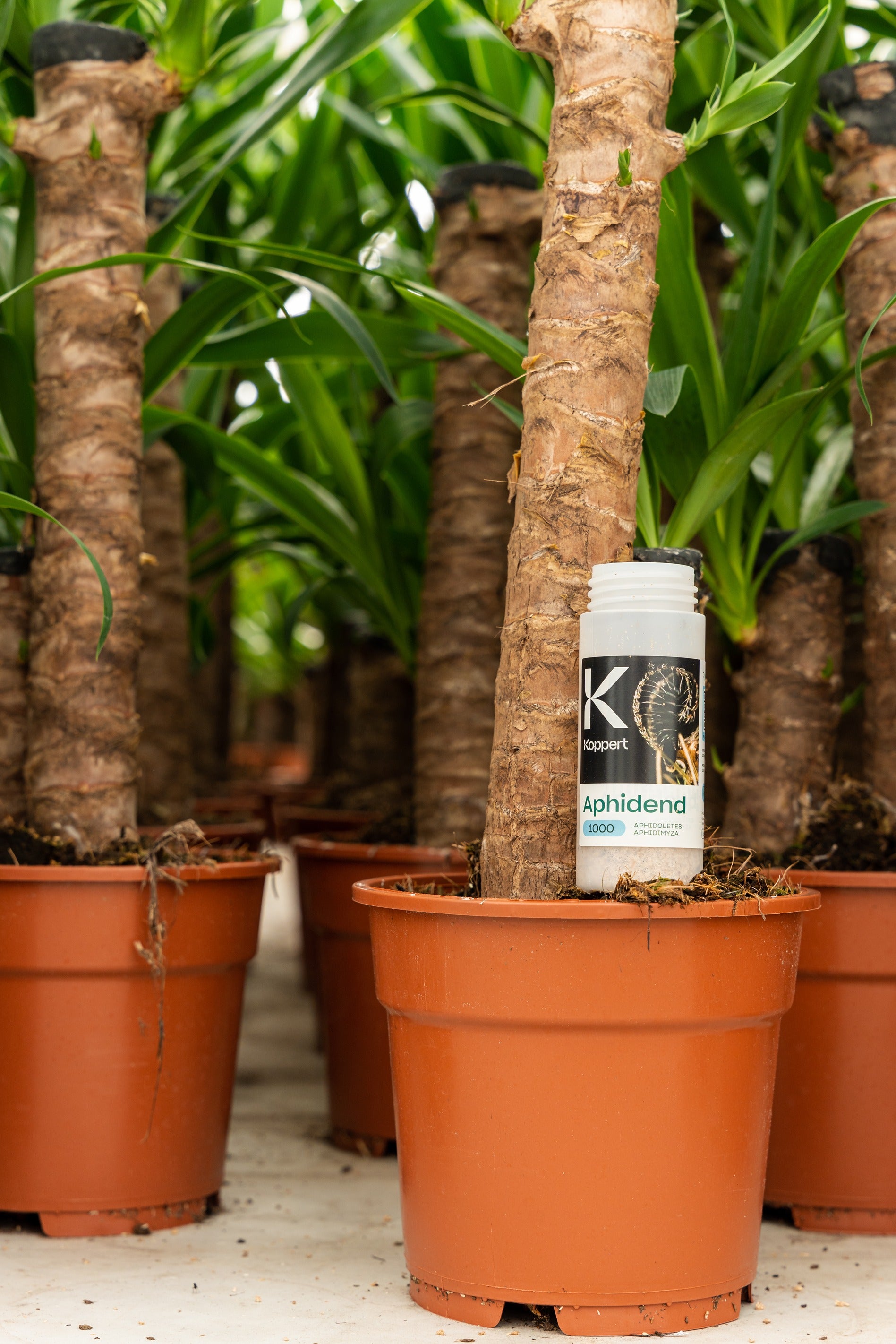 Aphid Killer - Aphidoletes aphidimyza