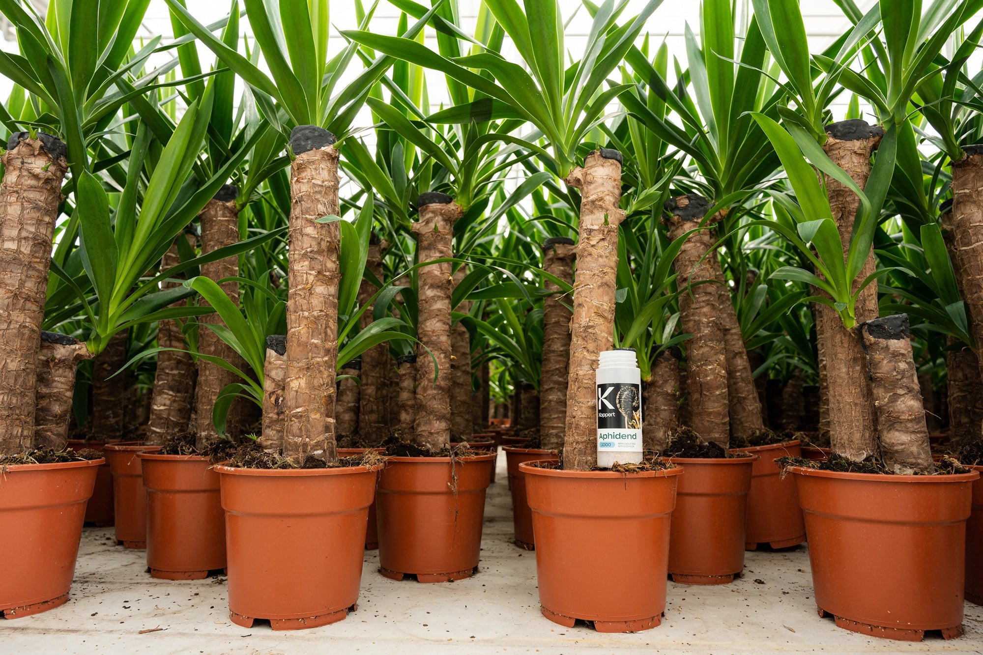 Aphid Killer - Aphidoletes aphidimyza