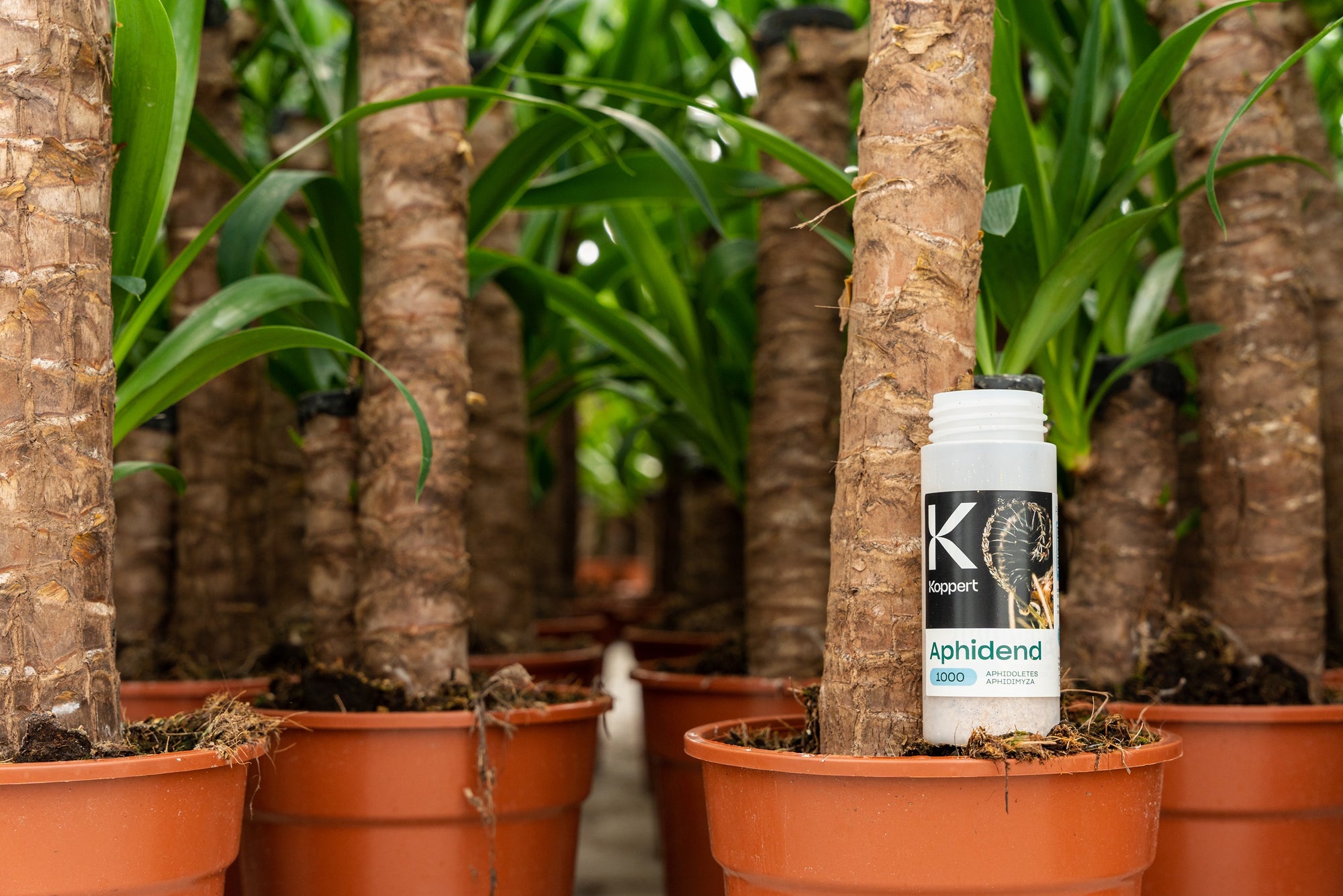 Aphid Killer - Aphidoletes aphidimyza