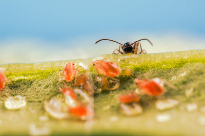 Aphiscout Aphid Killer - Parasitic Wasp Mix