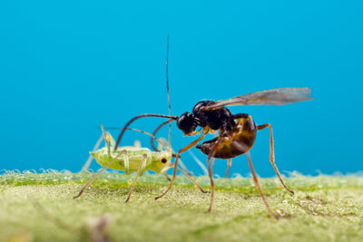 Aphiscout Aphid Killer - Parasitic Wasp Mix