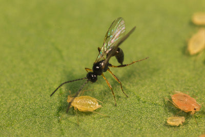 Aphid Parasitic Wasp - Aphidius ervi