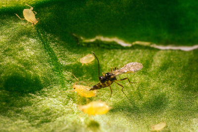 Aphid Parasitic Wasp - Aphidius ervi