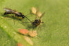 Aphid Parasitic Wasp - Aphidius ervi