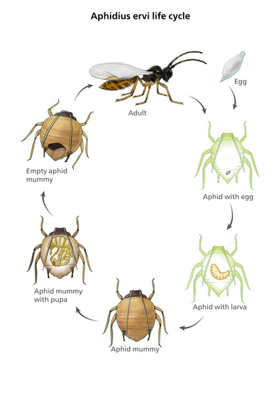 Aphid Parasitic Wasp - Aphidius ervi