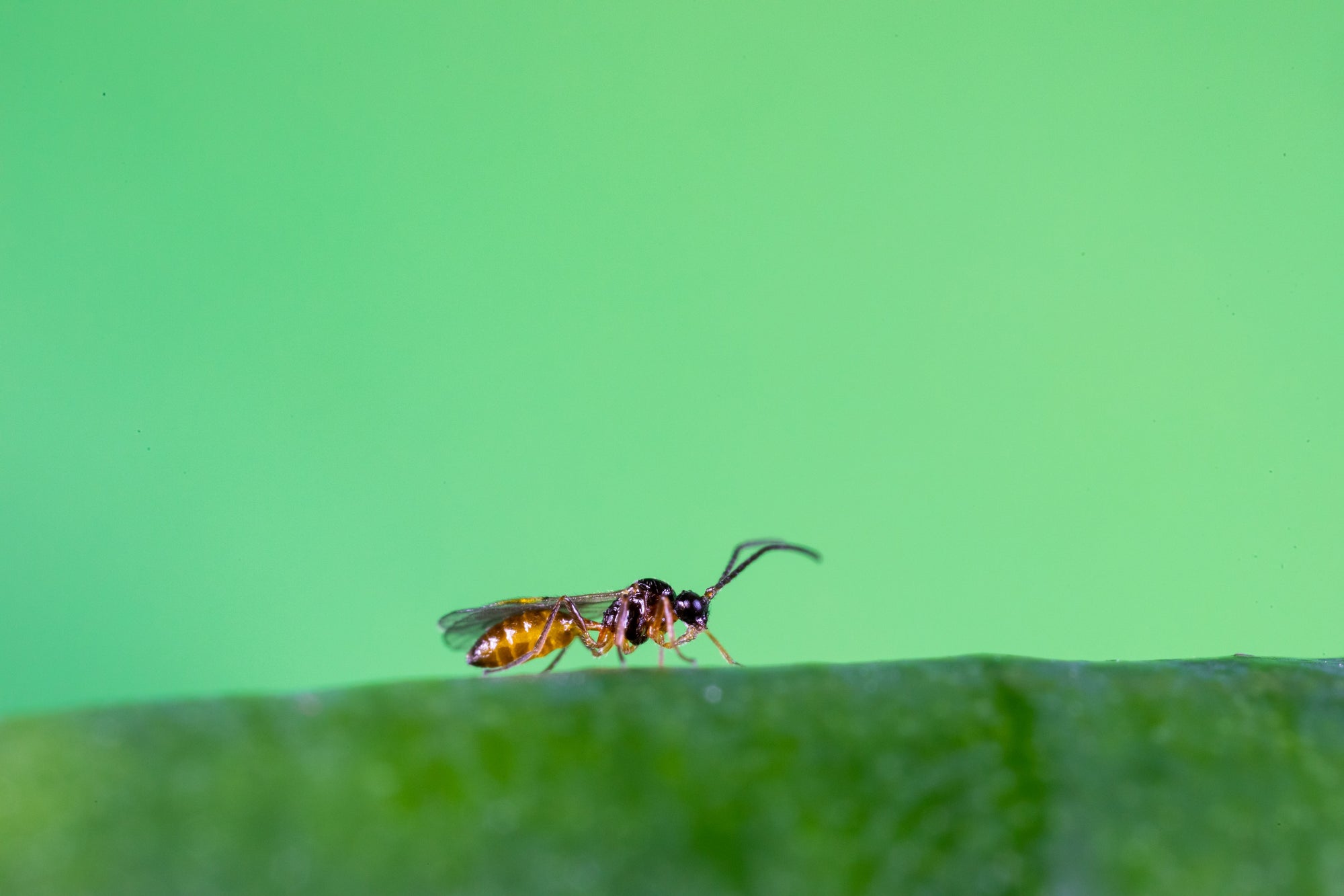Aphid Parasitic Wasp - Aphidius colemani