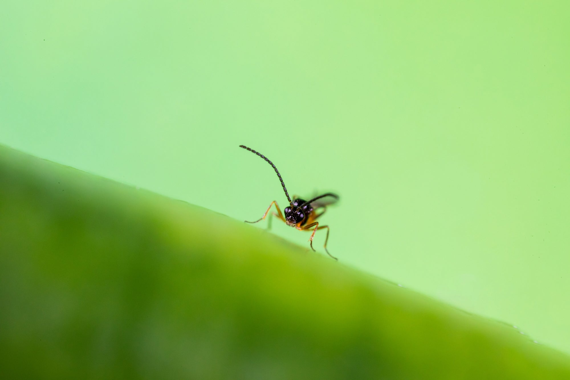 Aphid Parasitic Wasp - Aphidius colemani