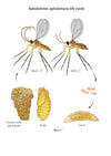 Aphid Killer - Aphidoletes aphidimyza