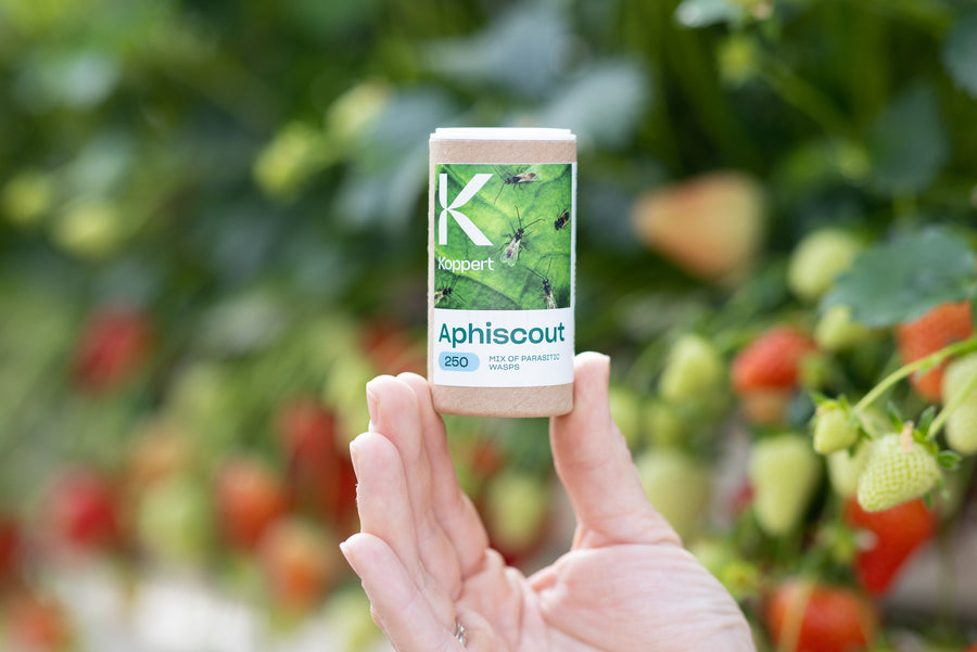 Aphiscout Aphid Killer - Parasitic Wasp Mix
