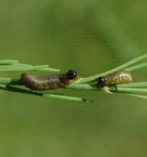 Asparagus Beetle Killer Nematodes