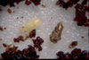 Fungus Fly Killer Beetles - Atheta coriaria