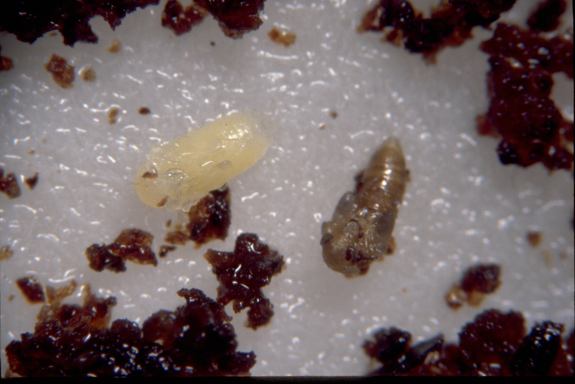 Fungus Fly Killer Beetles - Atheta coriaria