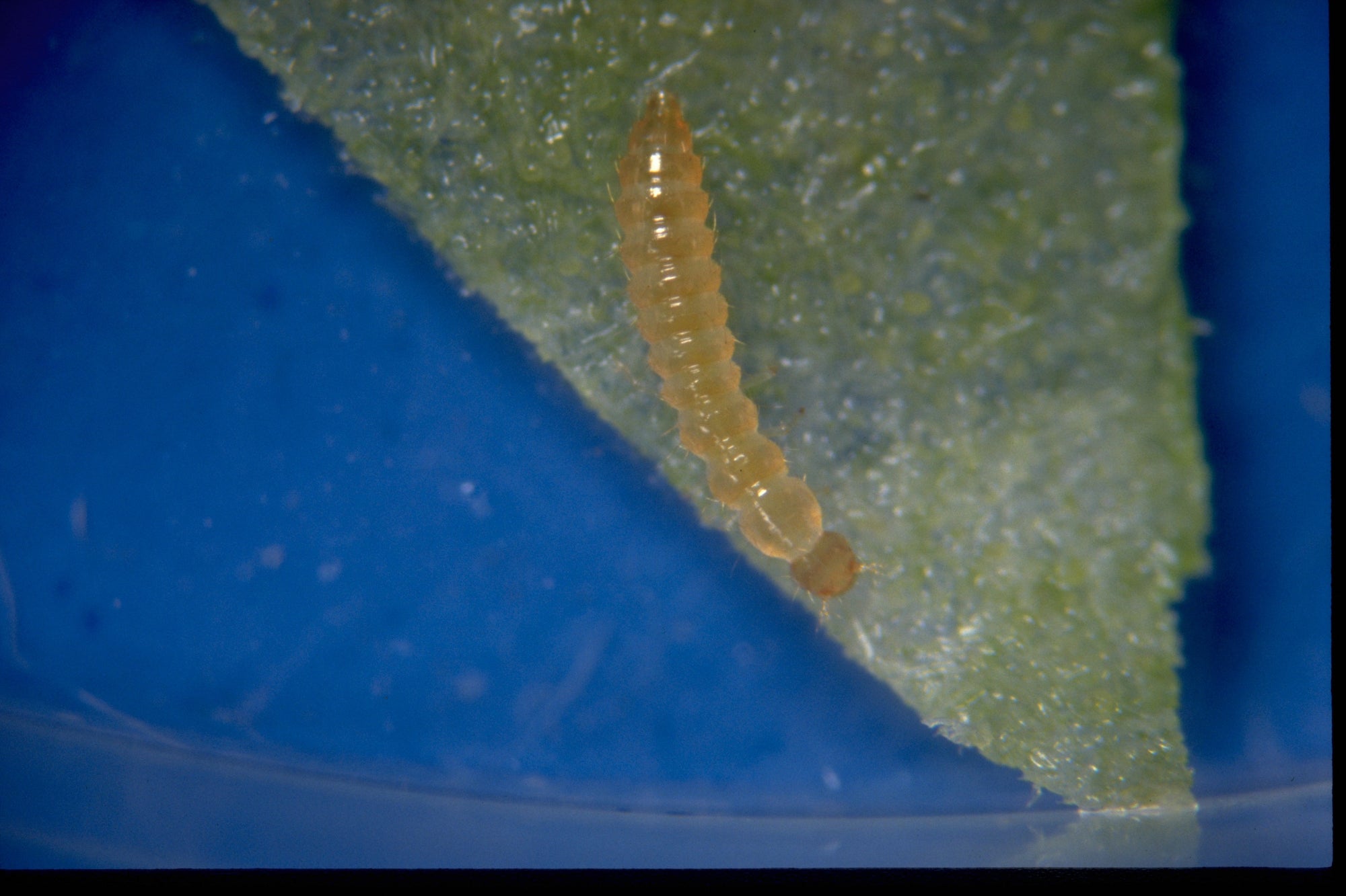 Fungus Fly Killer Beetles - Atheta coriaria