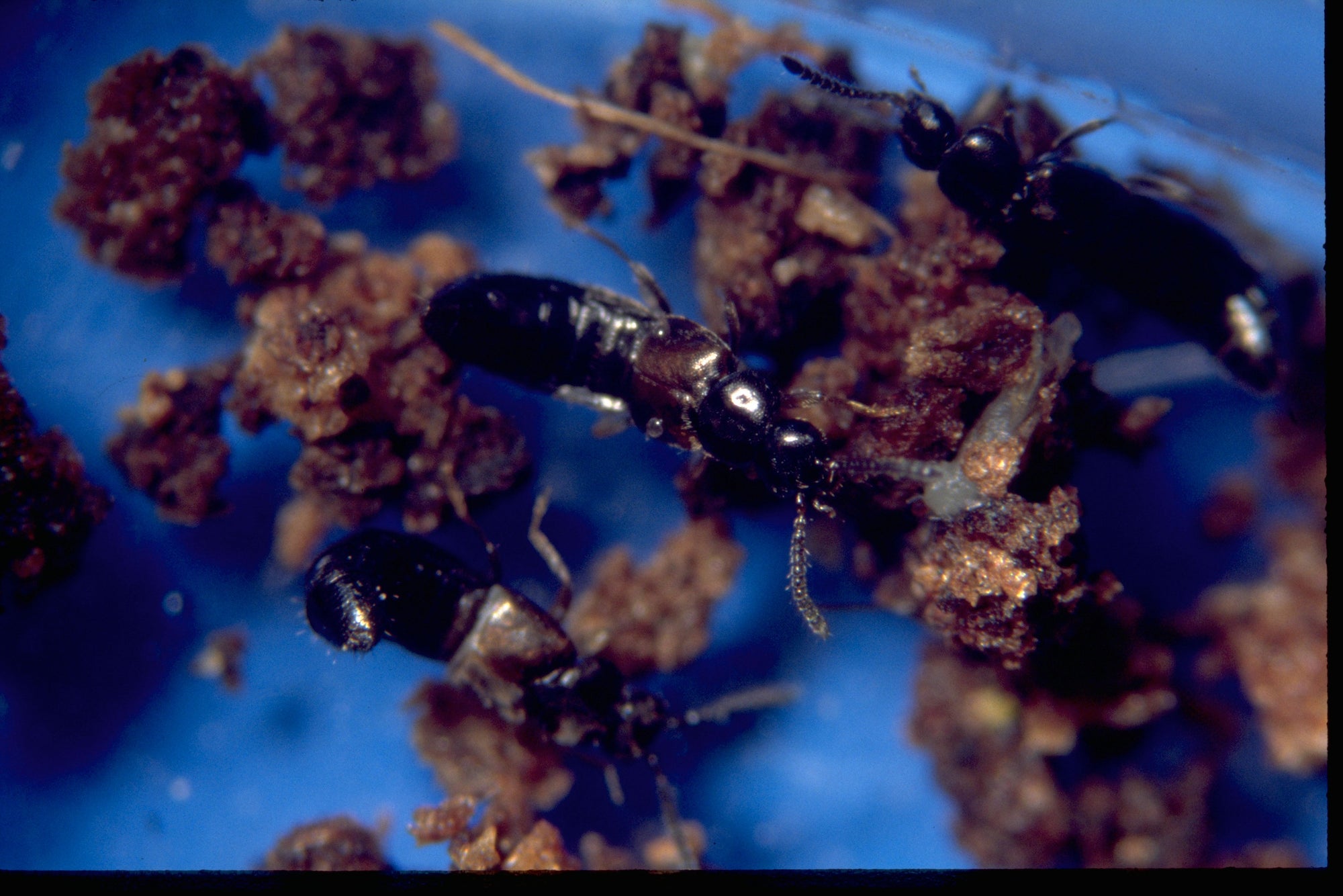 Fungus Fly Killer Beetles - Atheta coriaria