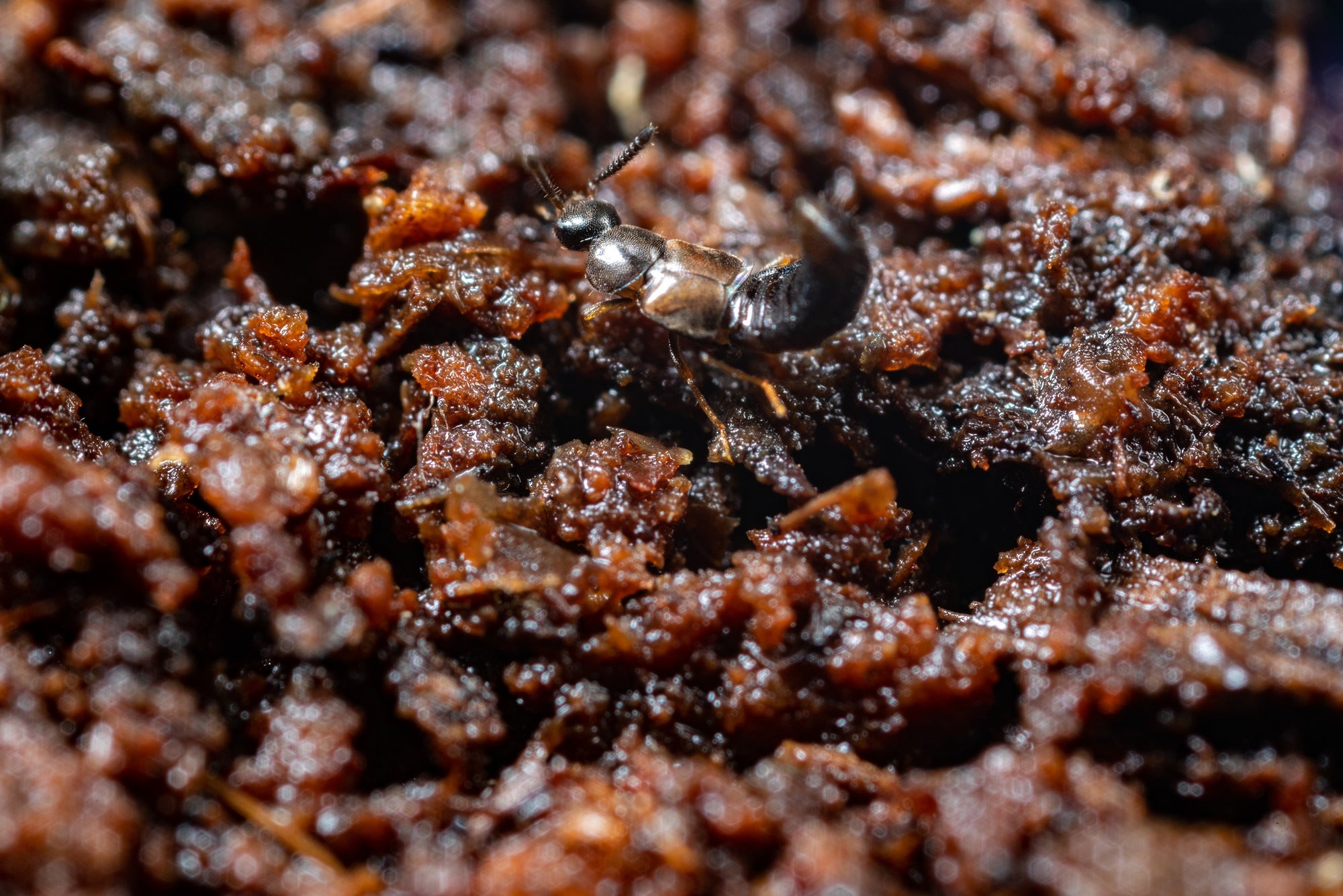 Fungus Fly Killer Beetles - Atheta coriaria