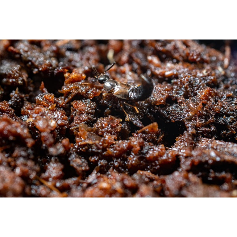 Fungus Fly Killer Beetles - Atheta coriaria