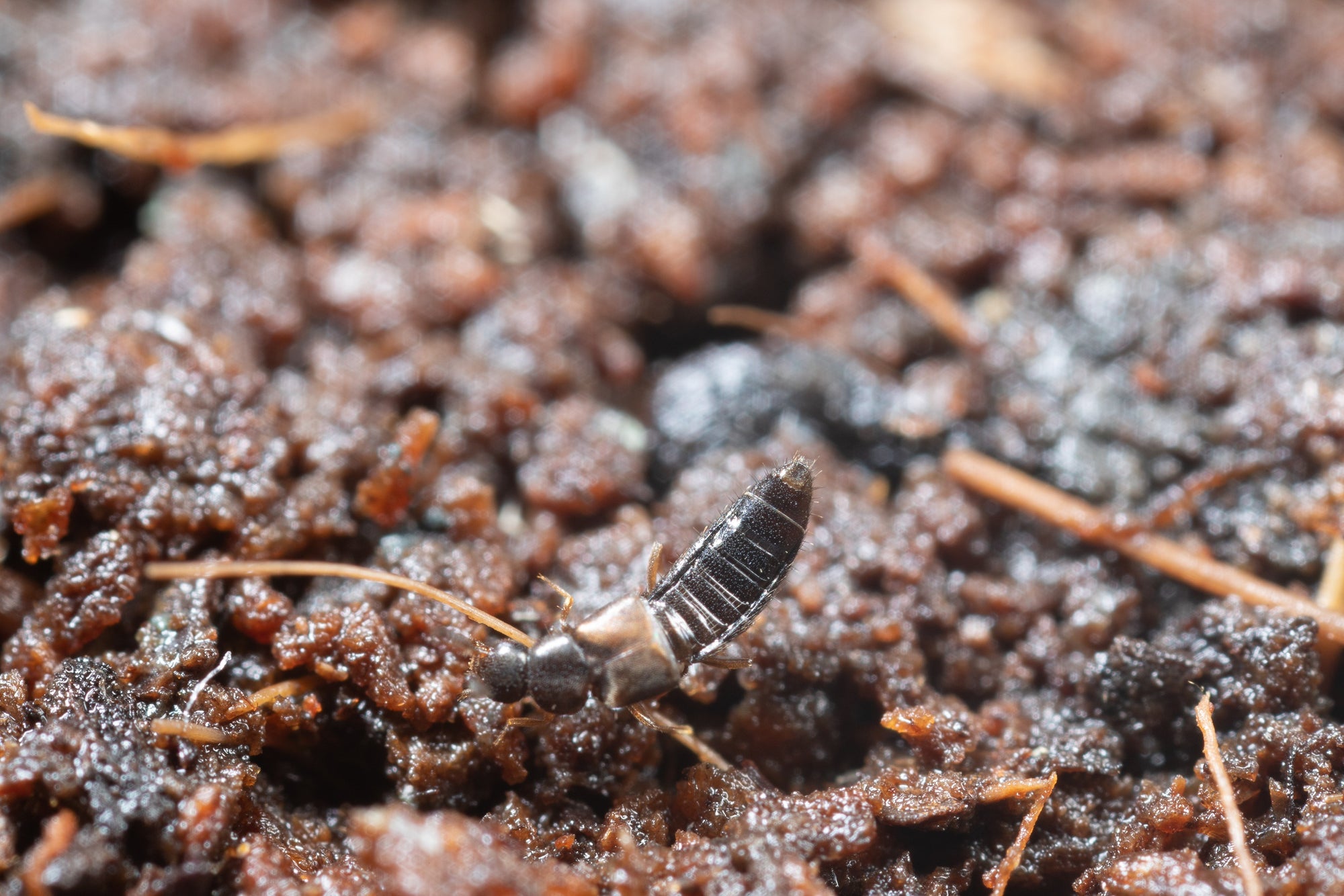 Fungus Fly Killer Beetles - Atheta coriaria