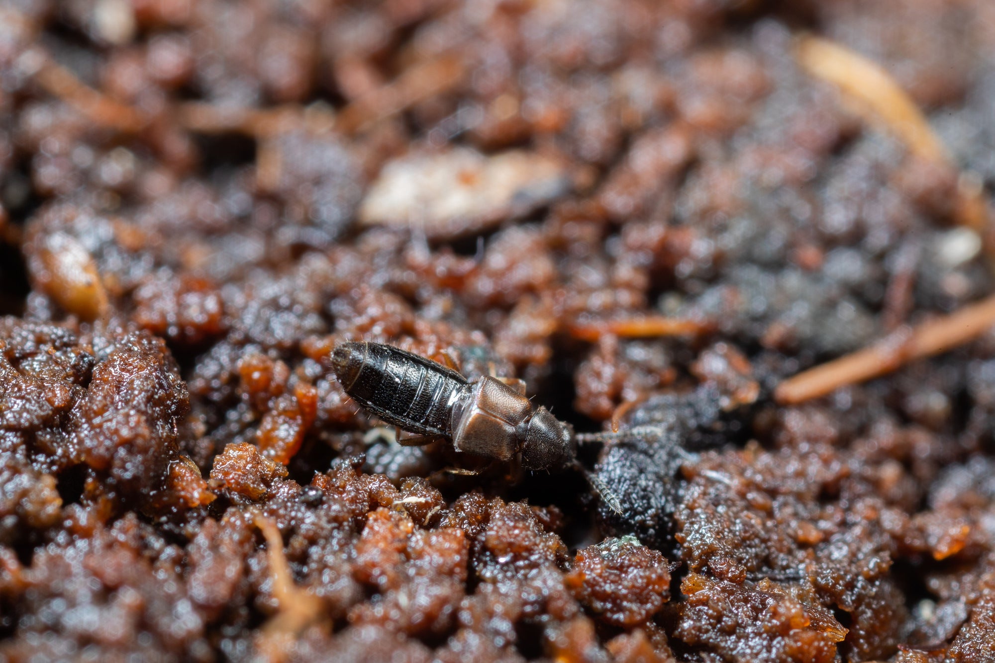 Fungus Fly Killer Beetles - Atheta coriaria