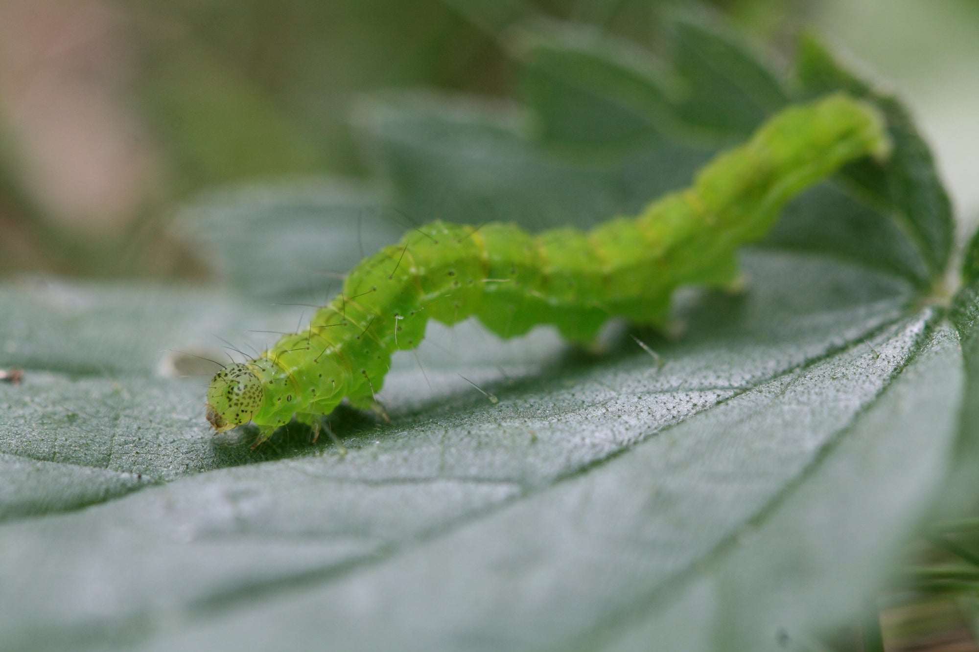 Silver Y Moth Pheromone Trap