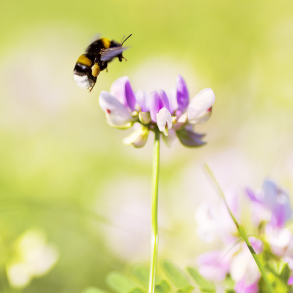 Live Pocket-Sized Bumblebee Hives - Available To Order Now For Spring & Summer 2025 (Select Your Preferred Delivery Date)
