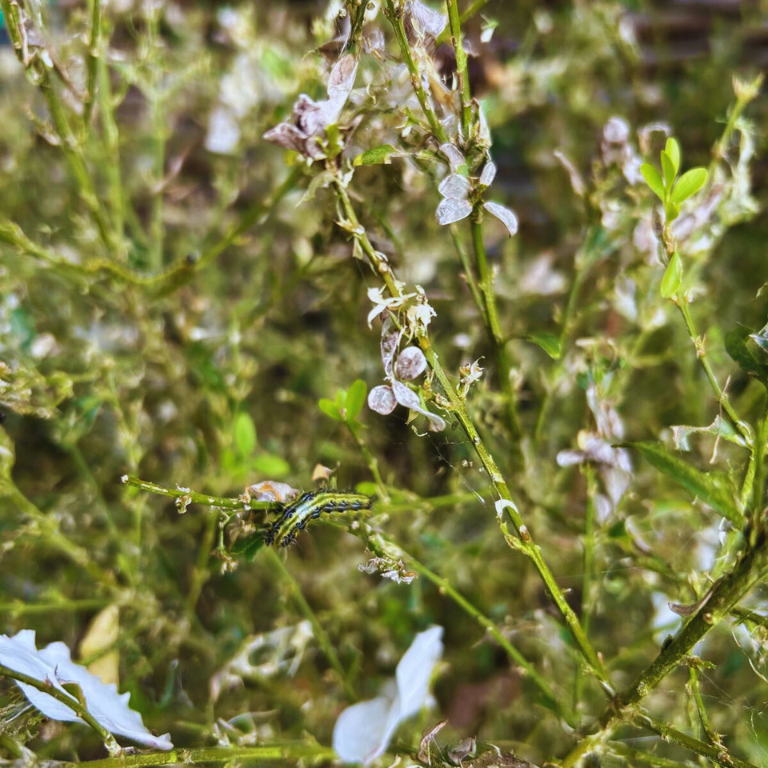 Small Garden Box Tree Caterpillar Killer Nematodes