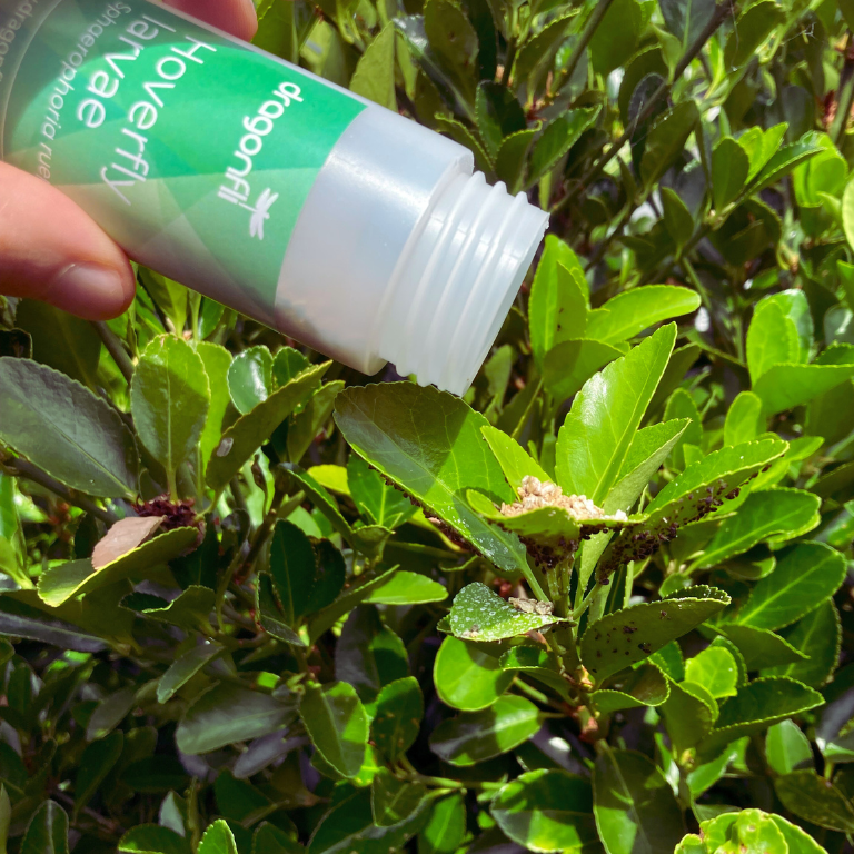 Hoverfly Larvae - Sphaerophoria rueppellii