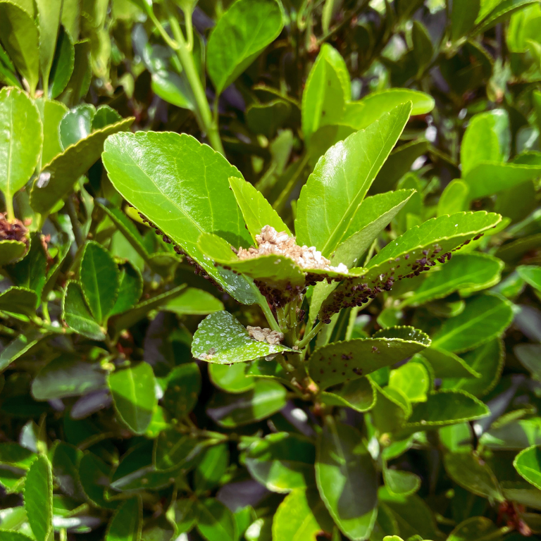 Hoverfly Larvae - Sphaerophoria rueppellii