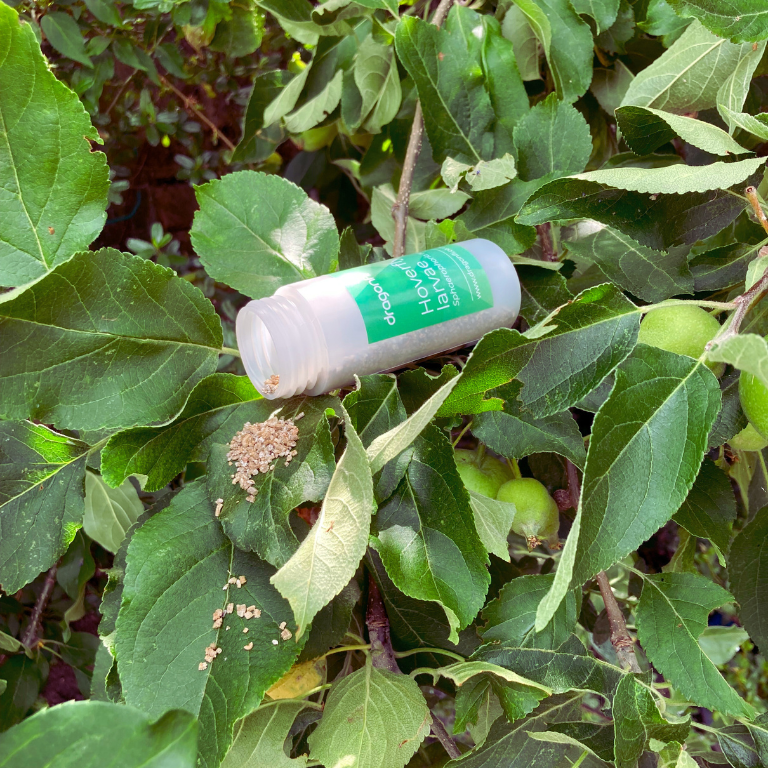 Hoverfly Larvae - Sphaerophoria rueppellii