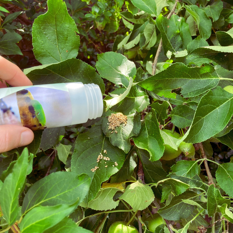 Hoverfly Larvae - Sphaerophoria rueppellii